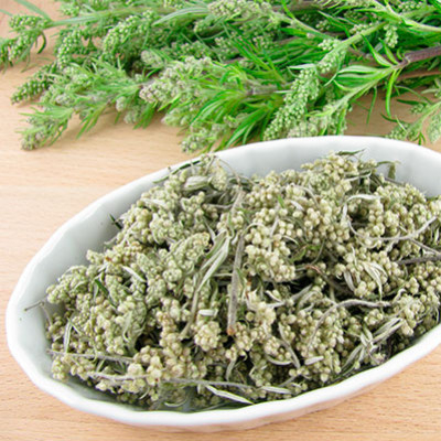 Les vertus et bienfaits de l’Armoise commune - Artemisia vulgaris