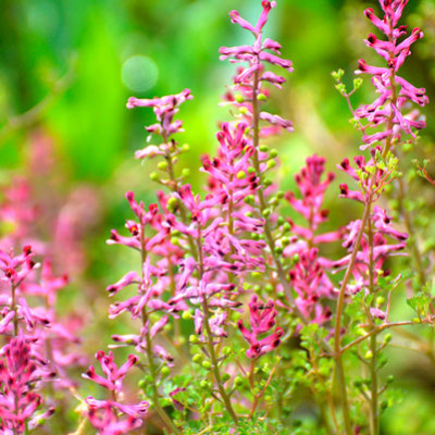 Fumeterre bienfaits et vertus - Fumaria officinalis
