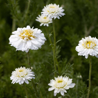 Camomille romaine bienfaits et vertus - Anthemis nobile