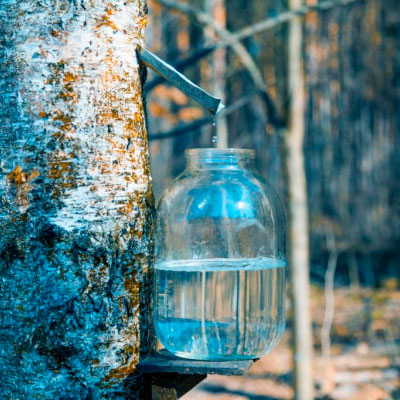 C'est le printemps, et hop ... au Bouleau !