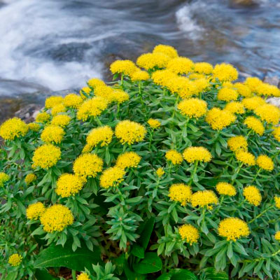 Focus sur la Rhodiola rosea, une plante adaptogène idéale en cas de stress