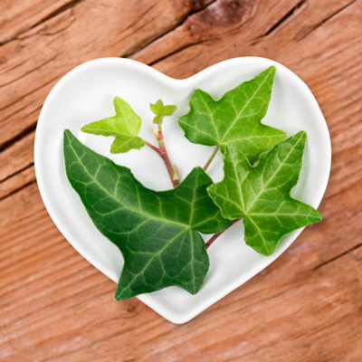 Lierre grimpant bienfaits et vertus - Hedera helix 