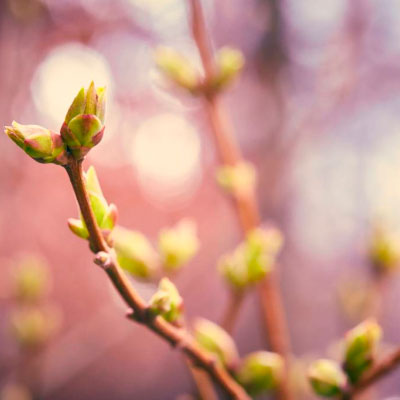 Gemmothérapie - Avantages des bourgeons concentrés Herbalgem