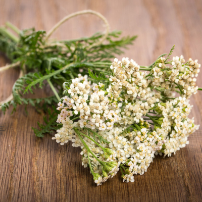 Les vertus et bienfaits de la tisane d’achillée millefeuille