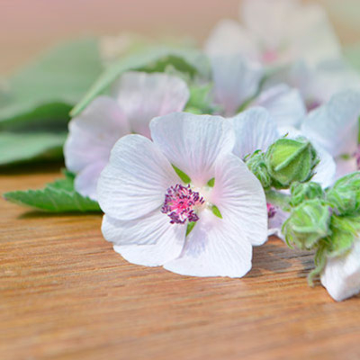 Les vertus et bienfaits de la Guimauve - Althaea officinalis