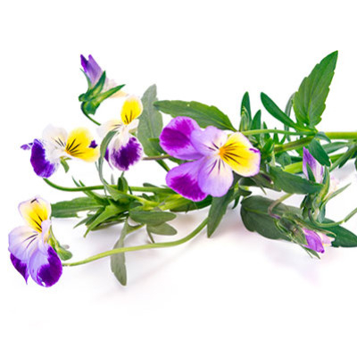 Les vertus et bienfaits de la pensée sauvage - Viola tricolor